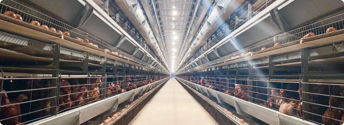 H Type Layer Equipment