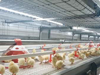 Broiler Cage Equipment