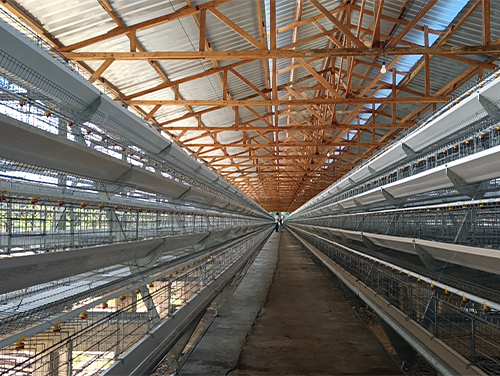 A Type Manual Chicken Cage