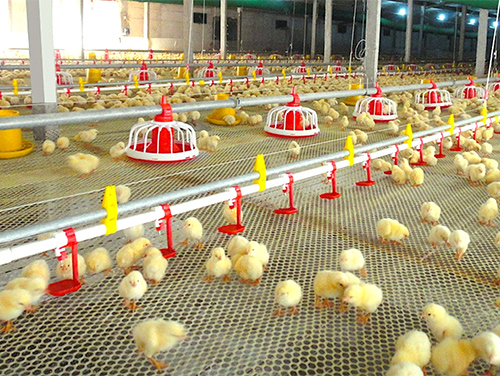 Broiler Floor Equipment