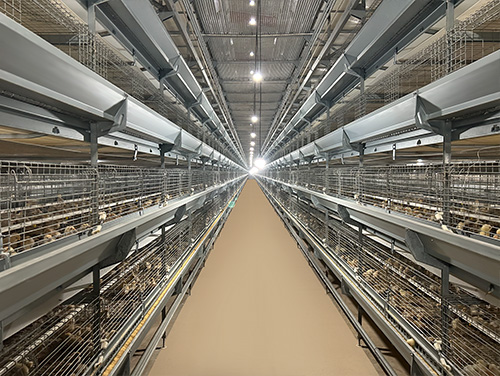 Pullet Cage Equipment